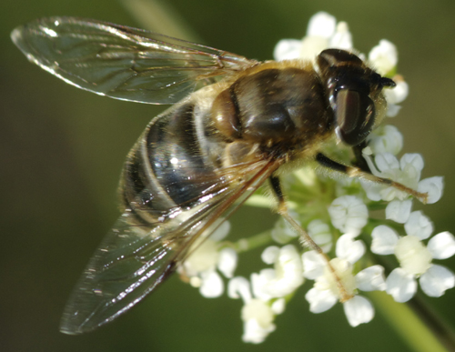 Eristalis sp? 3